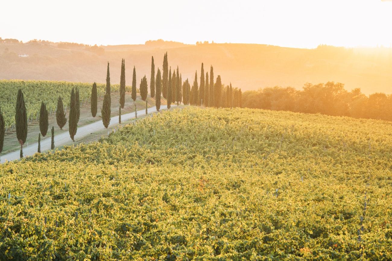 A cypress-lined road running through vineyards in late light