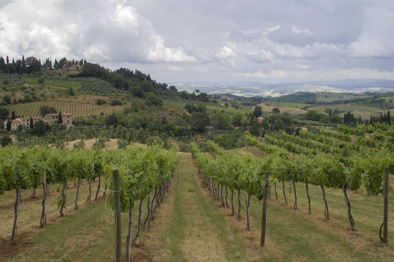 Rows of vines running down toward rolling hills and a hilltop village